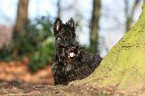 SCOTTISH TERRIER 060